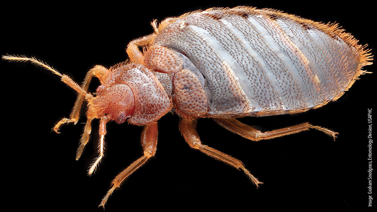 A bed bug-Graham Snodgrass A bed bug-Graham Snodgrass
